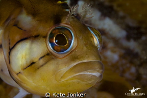 Klipfish at Steenbras Deep by Kate Jonker 